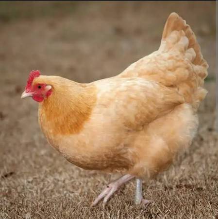 Buff Orpington Laying Hens 1