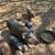 9 week old piglets 5 thumbnail