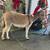 Miniature donkeys 3 thumbnail