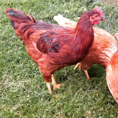 Free Rooster - Rhode Island Red 1
