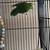 Parrotlet 2 thumbnail