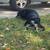 Husky mix 2 thumbnail