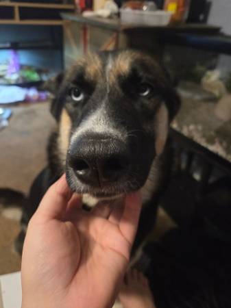 Husky and shepsky rehoming63872575827331123