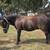 Broke gelding pony 3 thumbnail