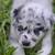 Border Collie Austrailian Shepards (Border Aussie) 1 thumbnail