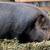 Kunekune (Kune kune) pigs and pork 24 thumbnail