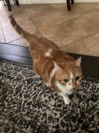 Orange Tabby Cat 1