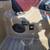 2020 Bennington 23 GPD Pontoon with a Yamaha F115hp  #C259 11 thumbnail