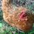 Looking for Chickens 3 thumbnail