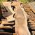 Lumber for Sale 5 thumbnail