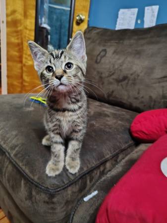 Free kittens orange grey (Findlay)63989430826627121