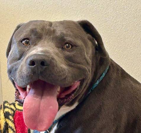 Urgent Big Boy dog (Salinas)63696471242369120