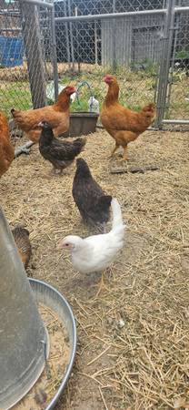 Gallinas jóvenes Orpington chocolate de 5 meses - $40 (Oakdale)63470291006849120