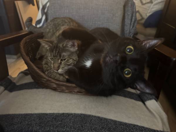 Cat Pair for Adoption (Des Moines)63874561342467120
