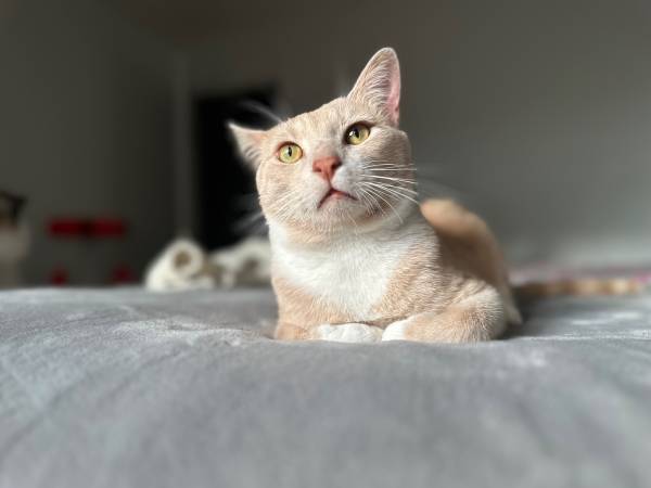 One year old orange cat (Jacksonville)63925384825347123