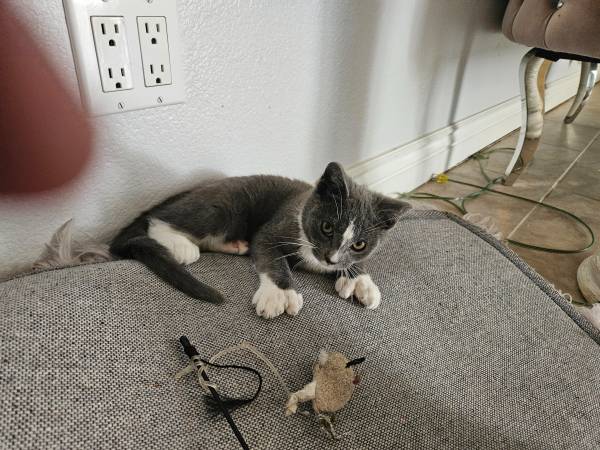 Gray & white male kitten 8 weeks rehoming neutered, vaccines, chipped (morgan hill)63890025496321121