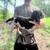 Bluetick / Redbone / Walker pups 14 thumbnail