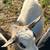 Fainting bucks 13 thumbnail