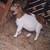 Boer Goat Doeling 1 thumbnail