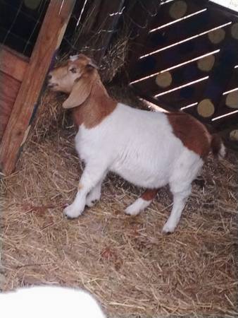 Boer Goat Doeling 1