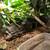 ball python 4 thumbnail