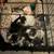 kittens for small rehoming fee 4 thumbnail