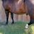 Gelding 3 thumbnail