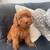 Toy Poodle 1 thumbnail