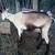 Alpine milk goats 4 thumbnail