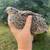 Cotunix quail 1 thumbnail
