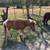 Male and female pony 6 thumbnail