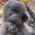 Sweet Lionhead Bunny! 🐰 4 thumbnail