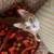 Spayed, vaccinated, super sweet wobbly cat 1 thumbnail