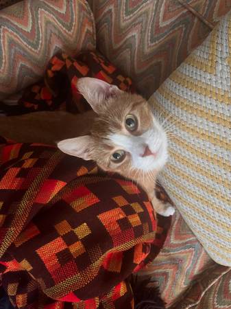 Spayed, vaccinated, super sweet wobbly cat 1