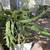 A red dragon fruit plant 2 thumbnail