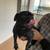 Adorable Female Black Pugs 1 thumbnail