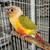 Pineapple conures birds 1 thumbnail