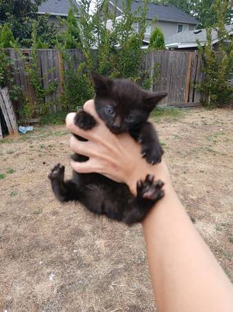 Kittens (Parkland)63697490611201120