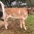 Mid Mini Jersey Bull Calf 1 thumbnail