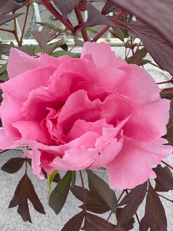 Tree Peony - PAEONIA SUFFRUTICOSA 1