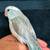Parrotlet tame 2 thumbnail