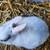 Polish Rabbits 4 thumbnail