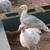 Turkeys! 2 thumbnail
