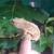 Corn snake and geckos 4 thumbnail