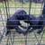 Black pugs 3 thumbnail