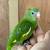 Canary wing 5 thumbnail