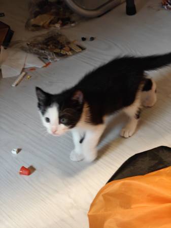 Kittens - 2 females looking for loving home (Port Orchard)64314917577347121