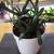 Succulent House Plant #4 1 thumbnail