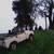 1962 Land Rover Series 2a iia lla 8 thumbnail