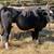 Heifer yearling 1 thumbnail